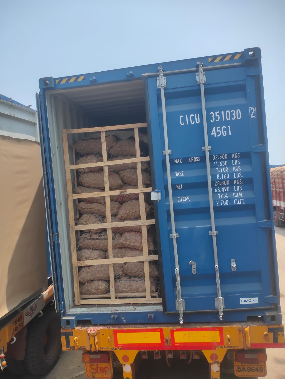 Big onions for export packing